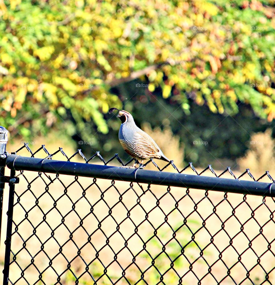 Quail sitting on a fence