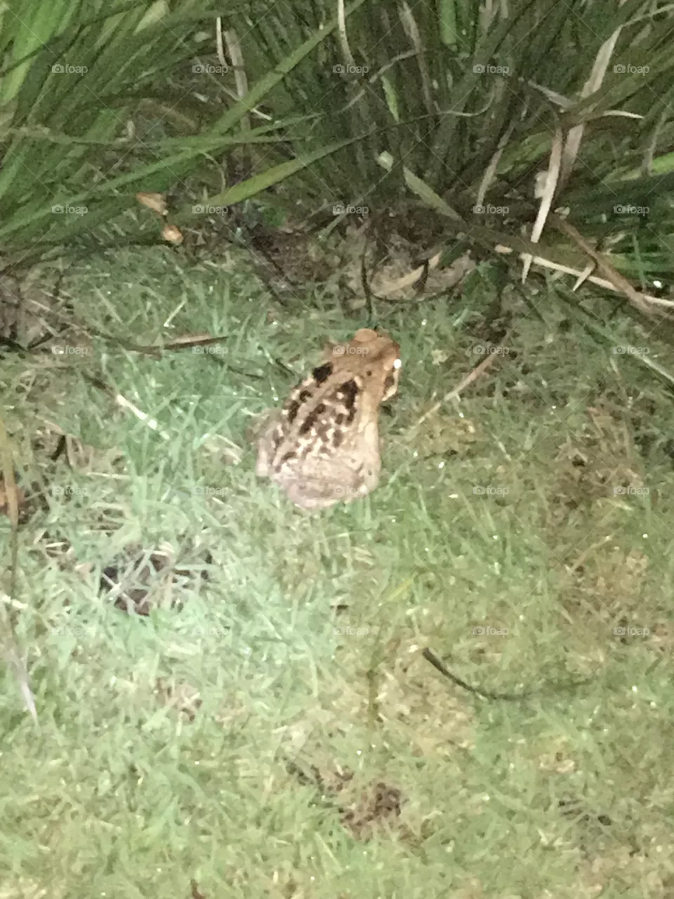 wildlife