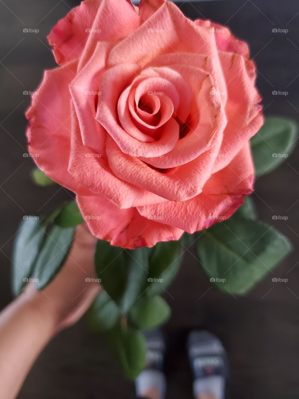 pretty pink rose
