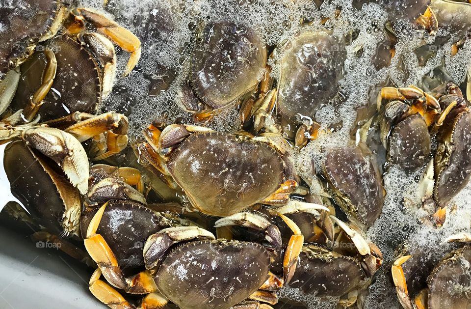 Dungeness crabs for sale