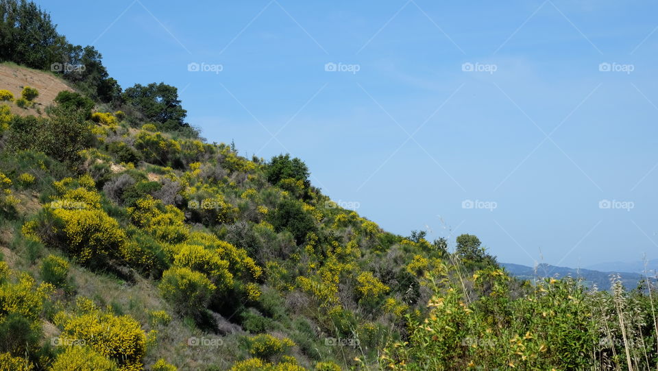 Foliage in Southern California's hills