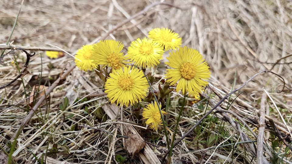 Coltsfoot yellow spring flower - tussilago gul vårblomma 