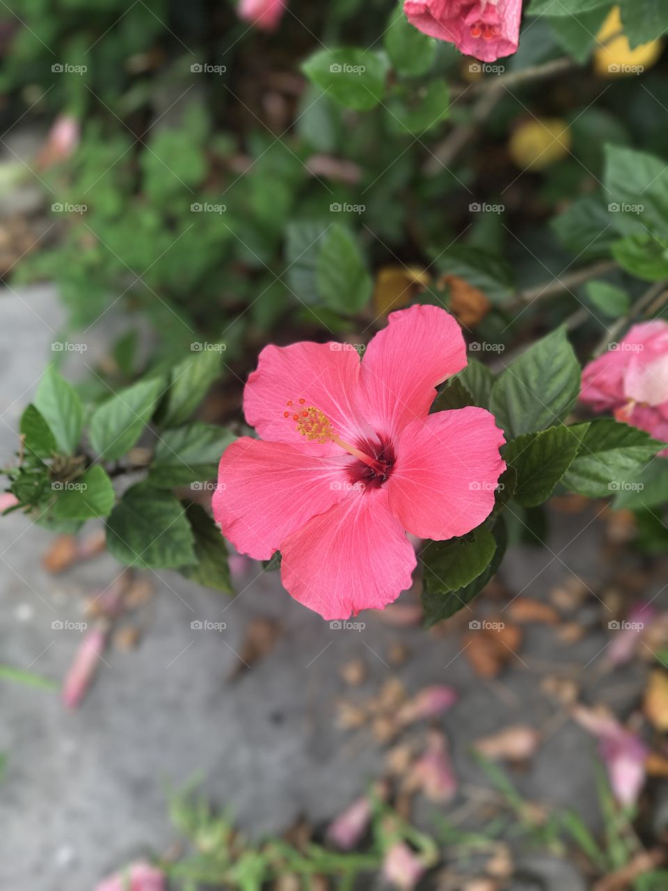 Beautiful flower 