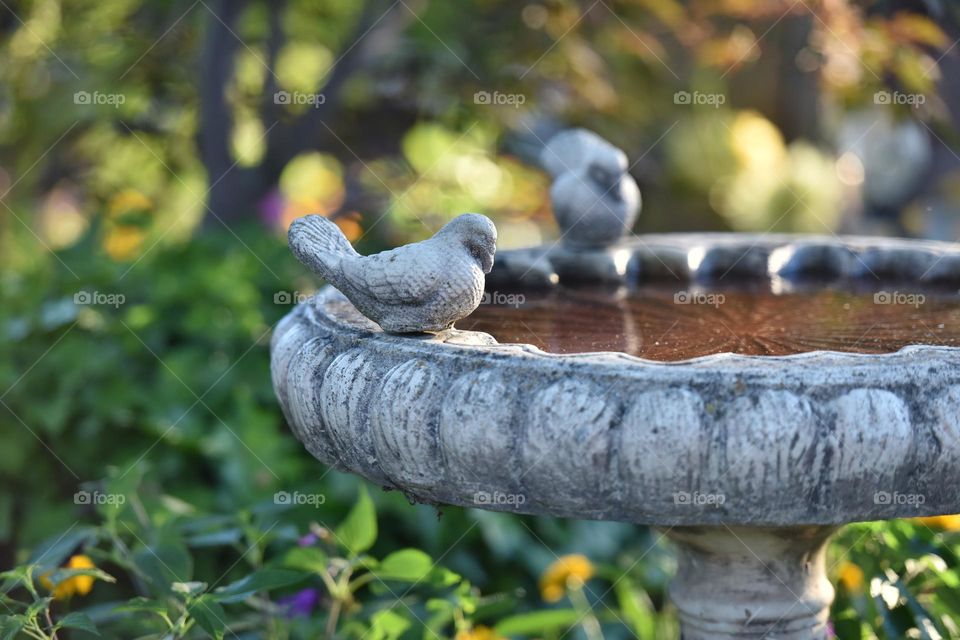 Water in a bird bath.