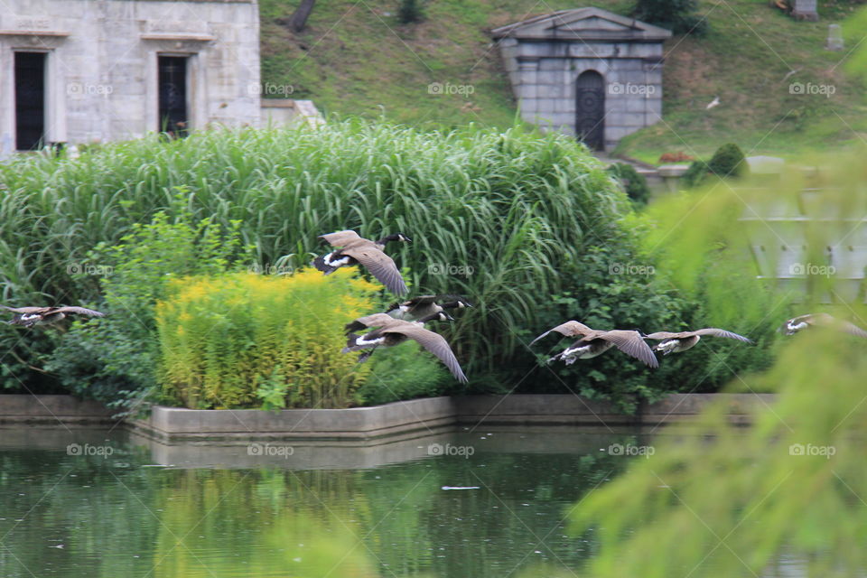 Flying geese