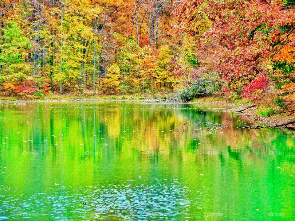 Fall in the forest lake