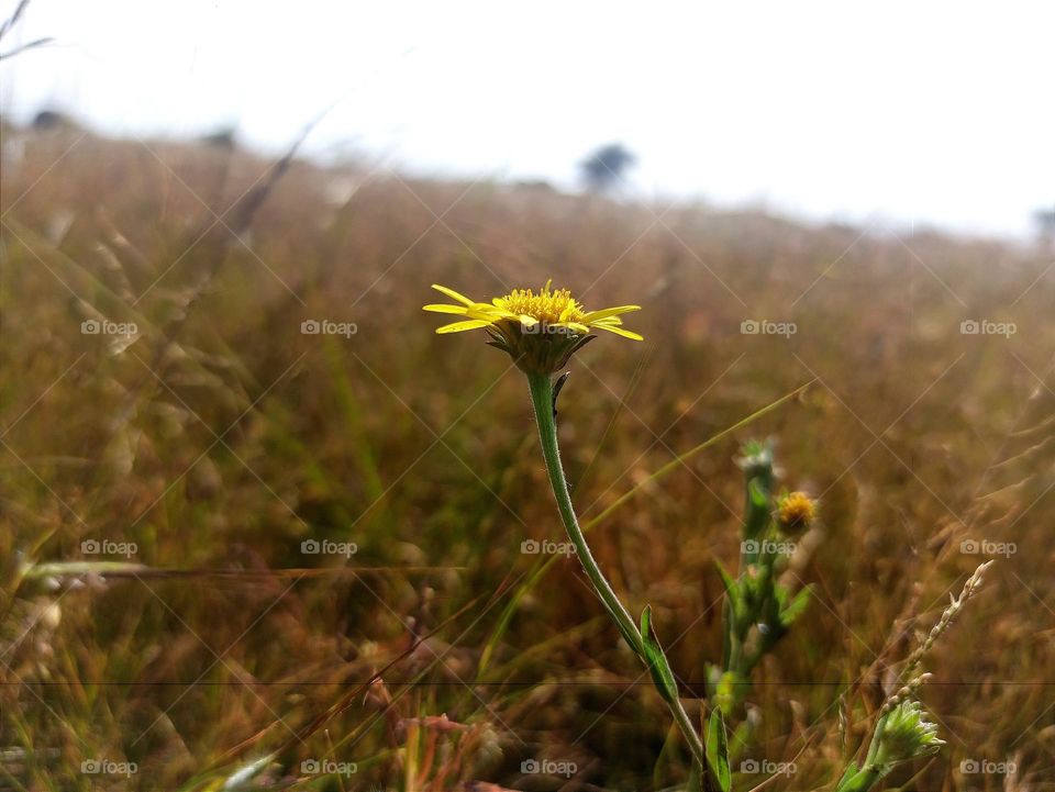 flower nature photography