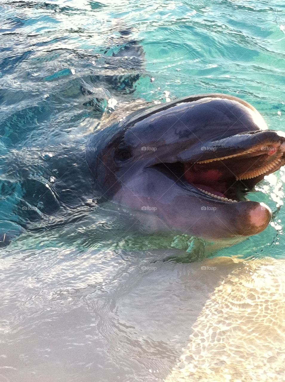 Dolphin. Smiling dolphin