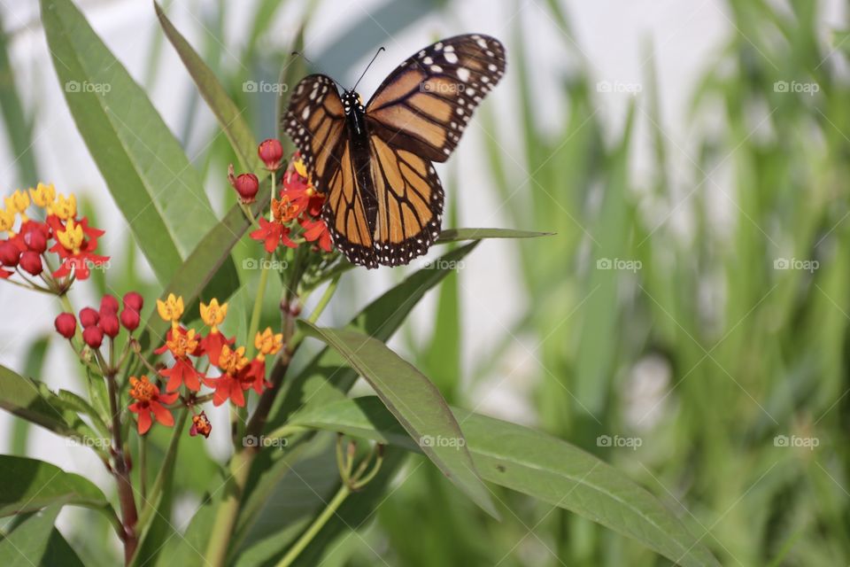 Monarch butterfly on tropical Milkweed 