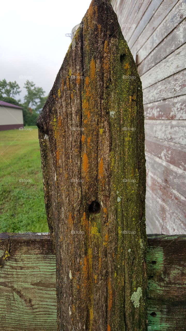 old wooden fence with hole and Moss growth
