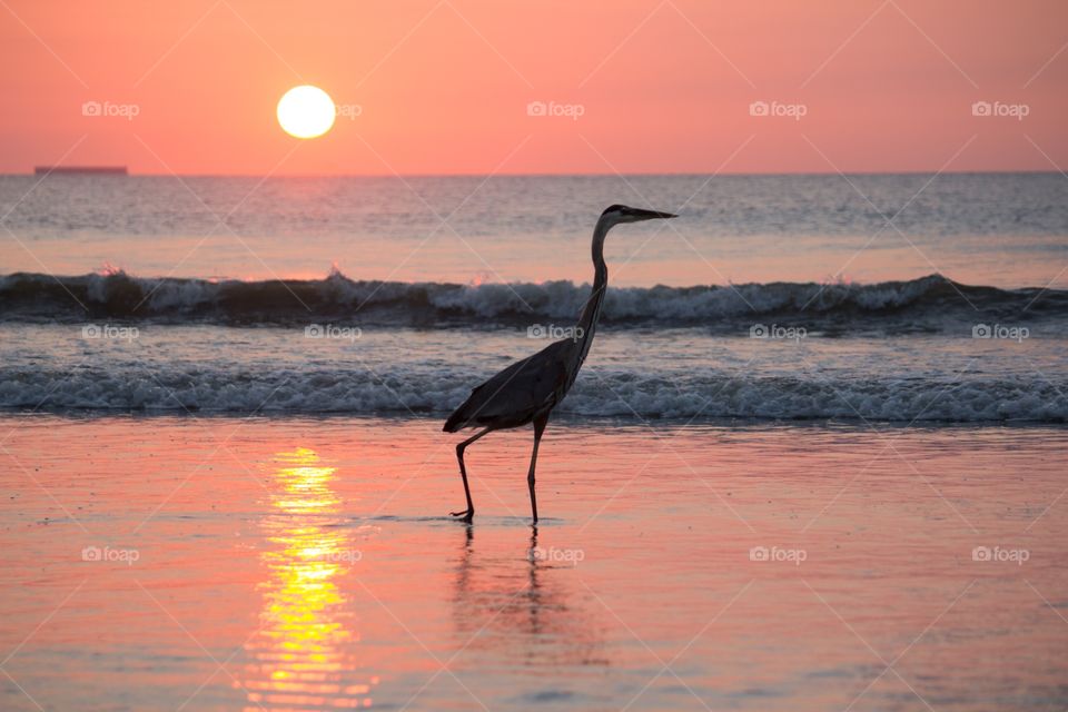 Heron Fishing during Sunset. A heron fishing on the beach shore during sunset.