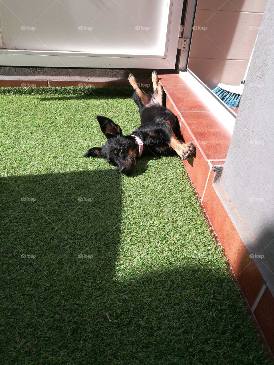 perrito al sol