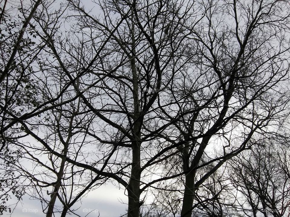 trees in winter