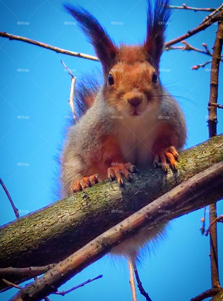 Spring has sprung. A young squirrel sits on the branches of a tree and poses for the camera. Blue sky background