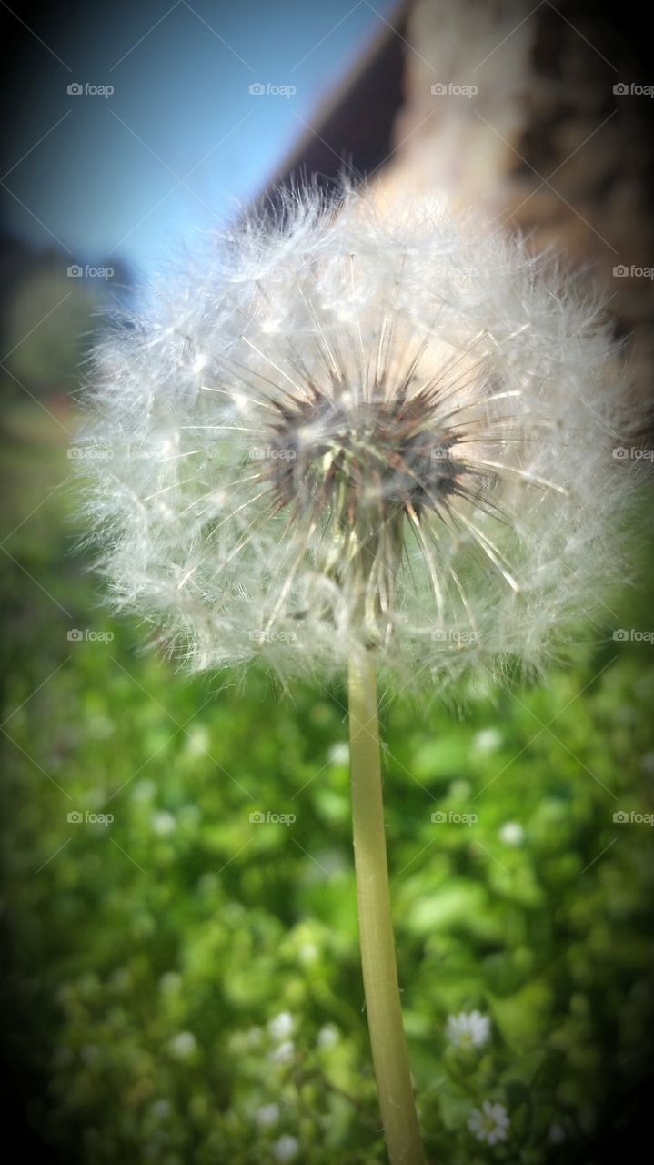 Dandelion