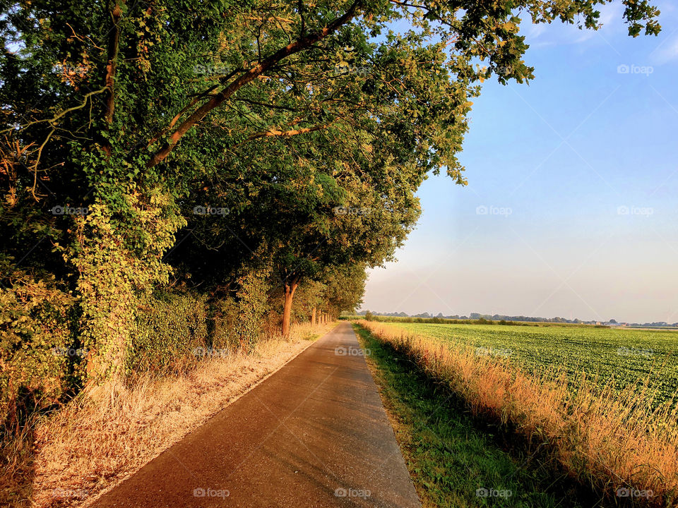 Sunny road