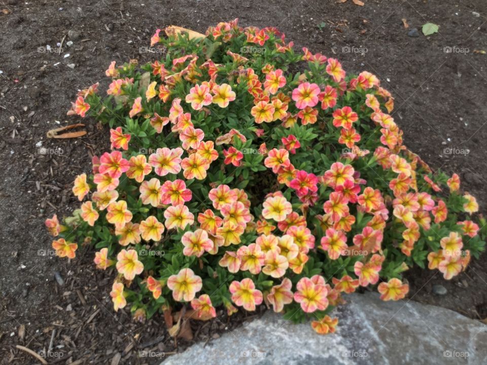 Petunias in the garden 