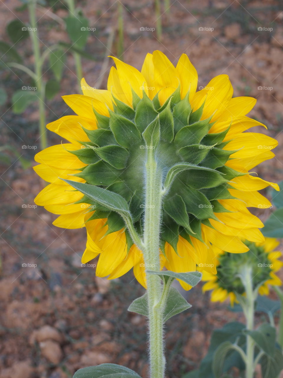 Sunflowers in field