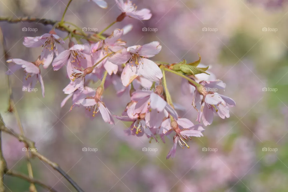spring