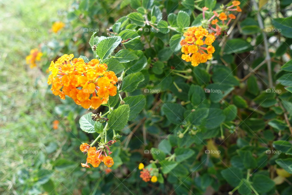 Orange lantanas in sunny weather.