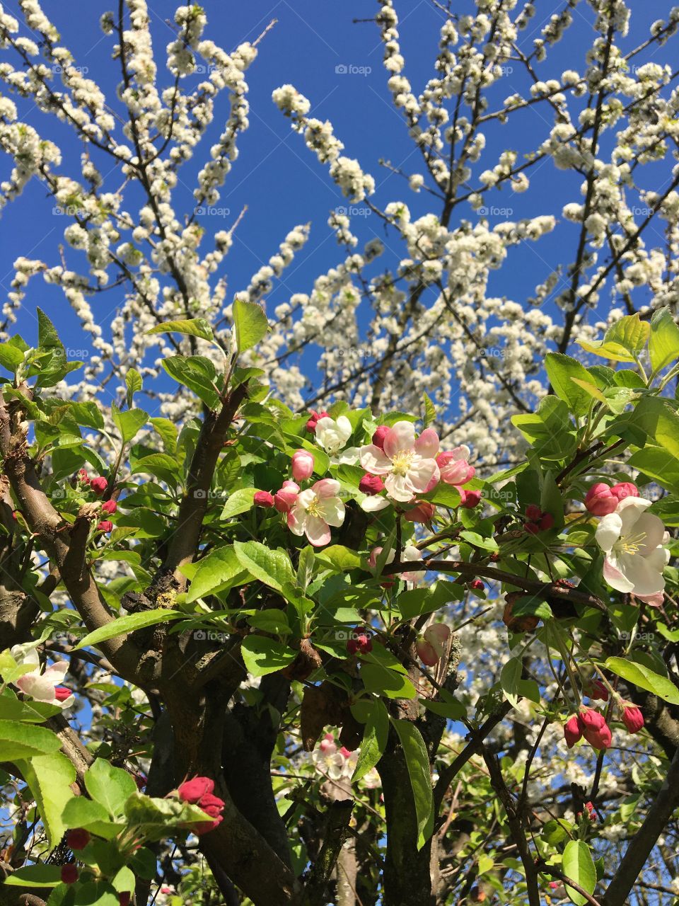 Blooming trees in springtime 