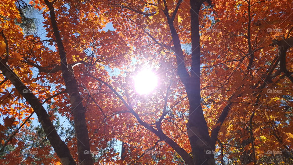 Sunshine Through the Leaves