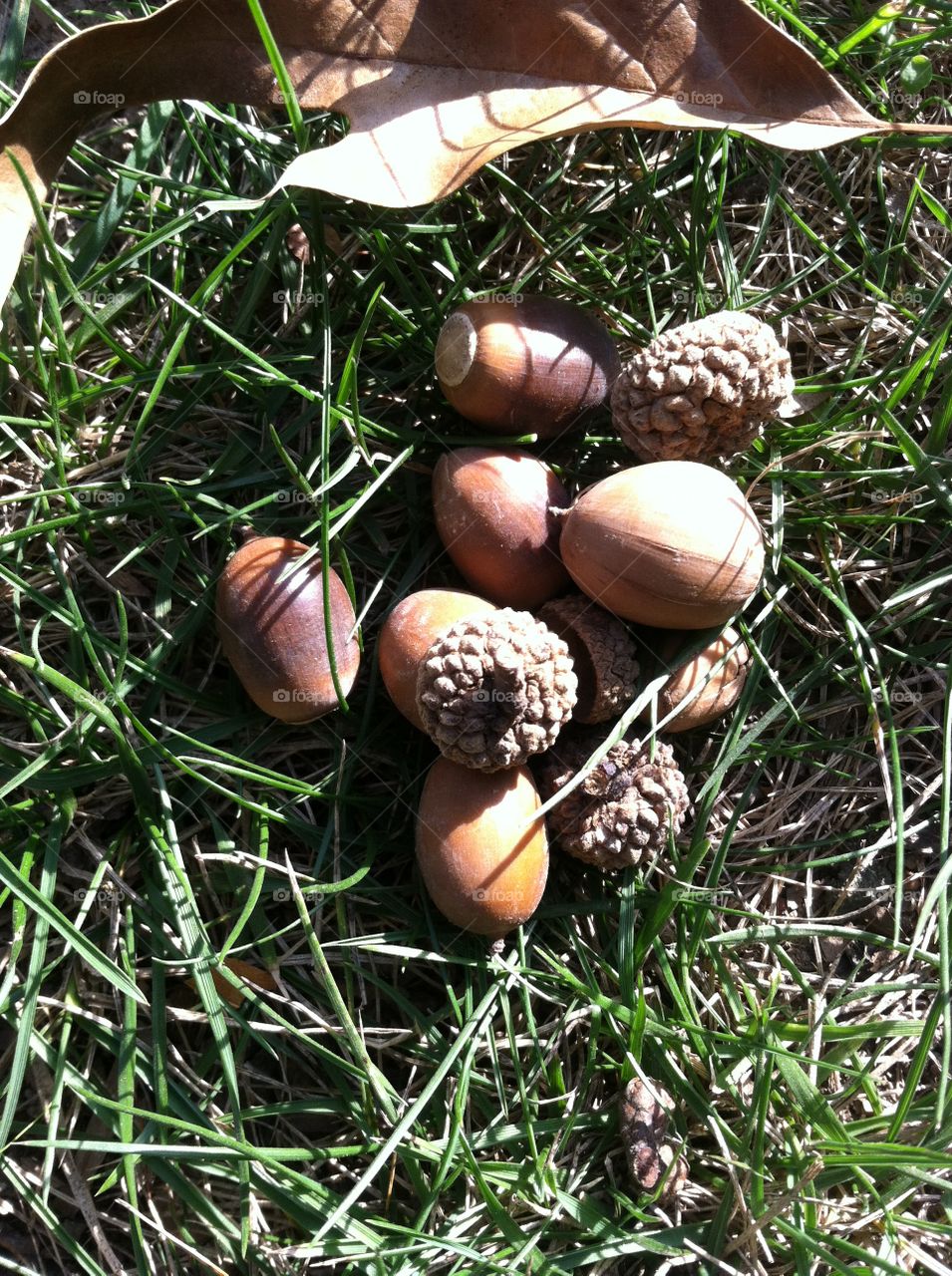 Nuts and acorns on the grass 