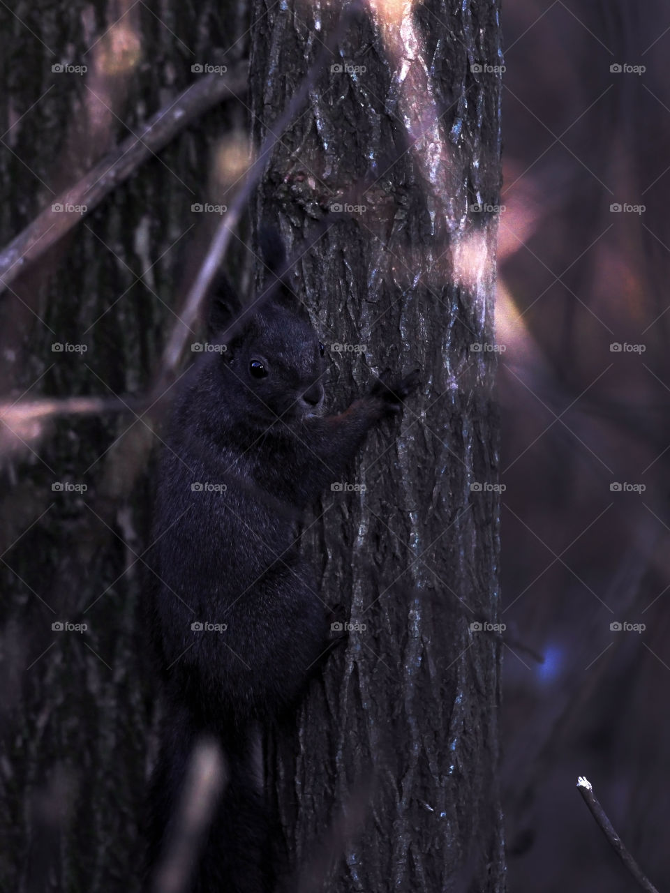 Black squirrel in Czech forest