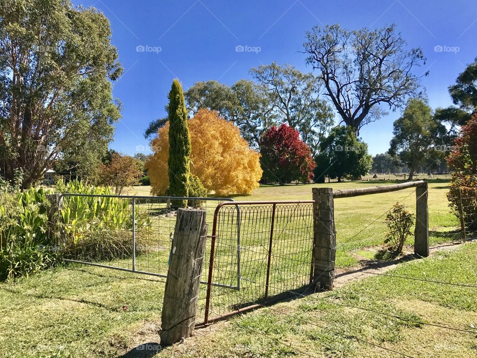 Colourful Autumn trees in Thornton country Victoria 