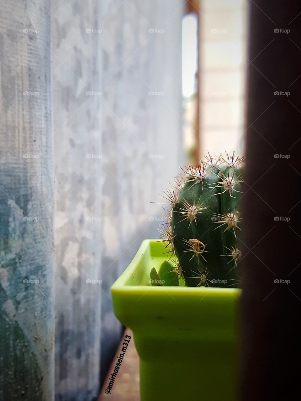 my cactus...