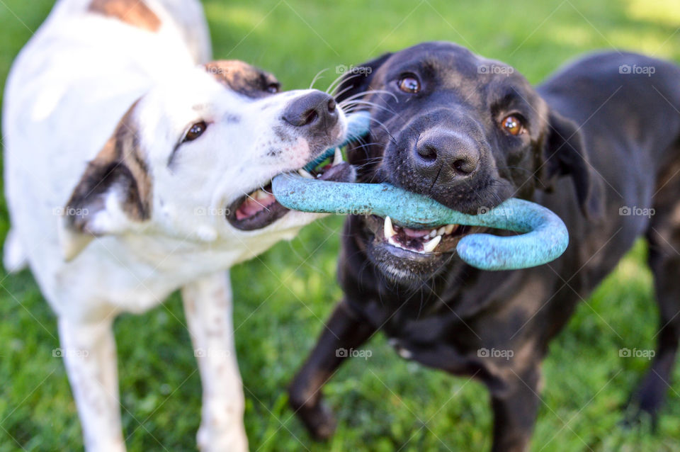 Two mixed breed dogs playing with a tug of war toy together outdoors in the grass