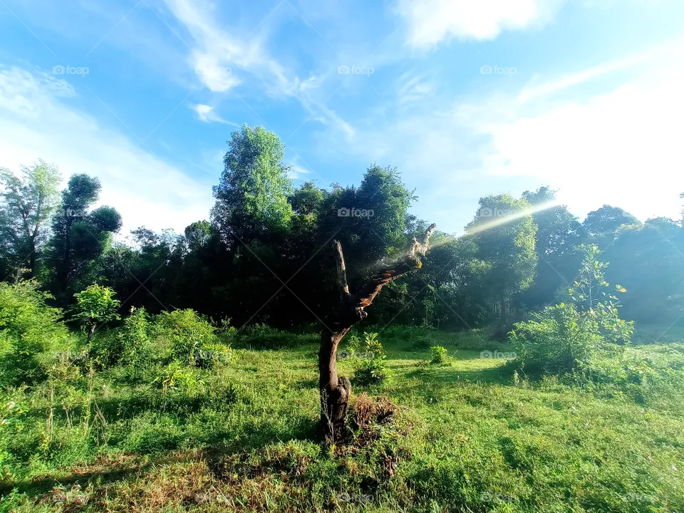 Nature