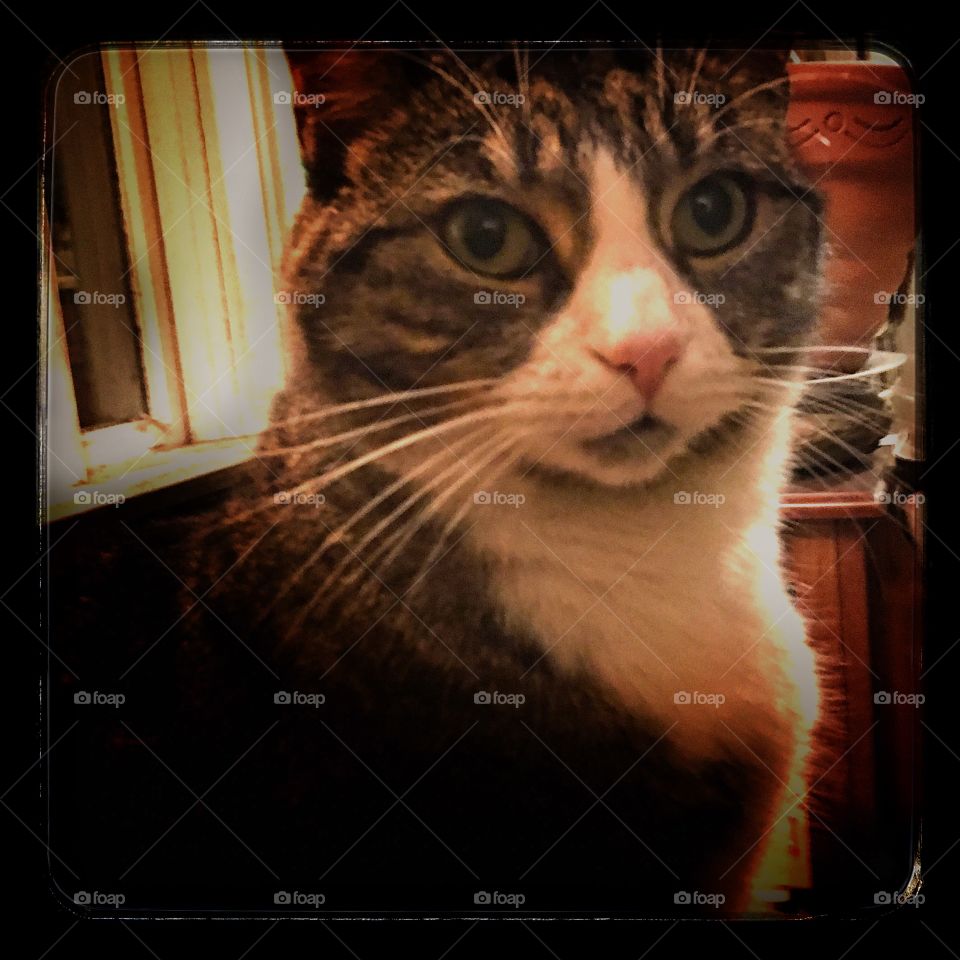 Where is my mouse friend?