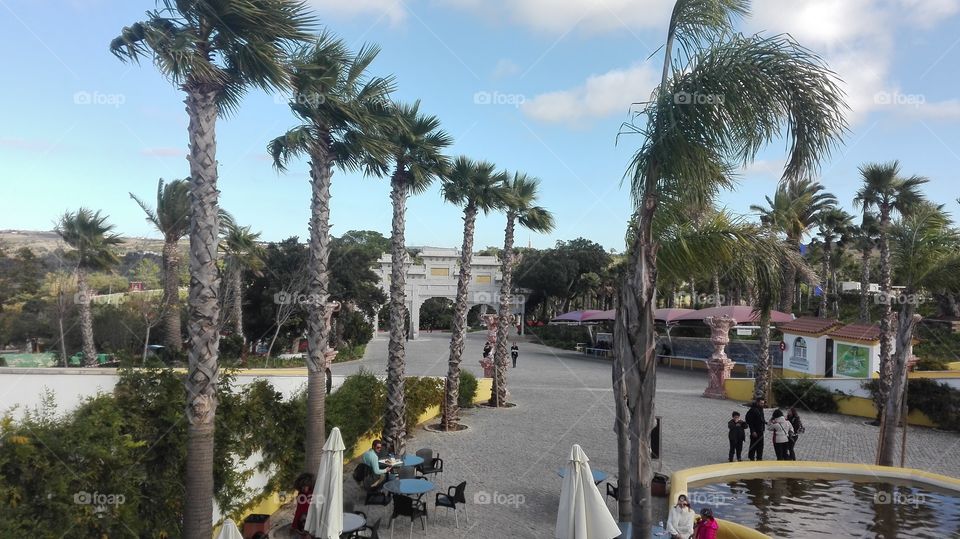 Tree, Palm, Beach, Hotel, Resort