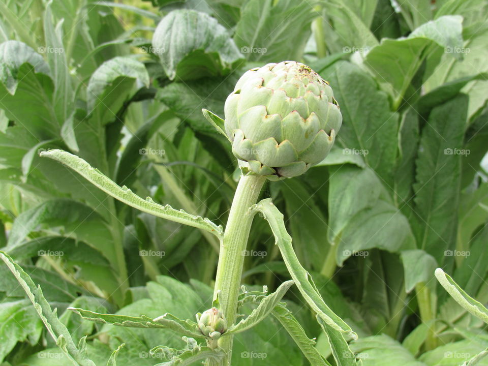 artichoke