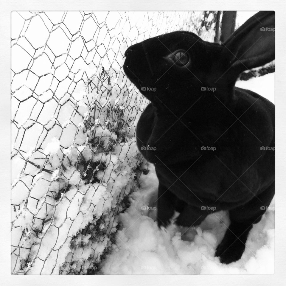 Cute pet bunny rabbit in the snow 