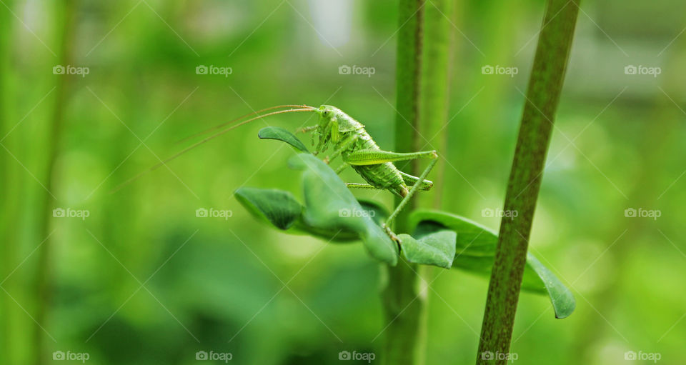 Grasshopper. Green nature.