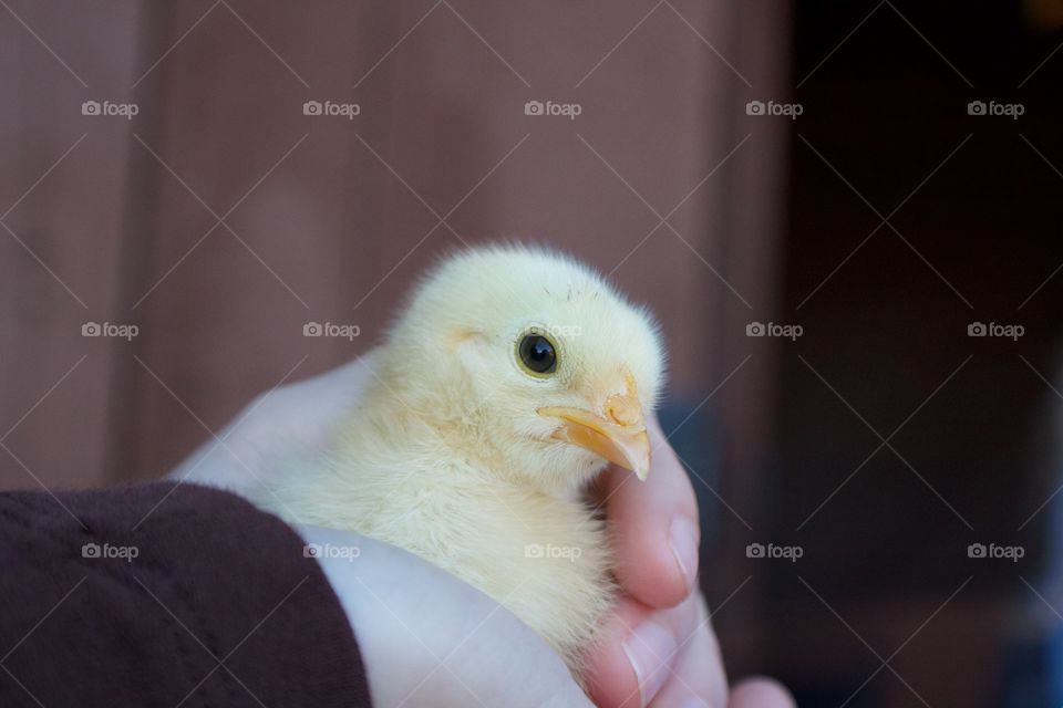 Baby chick in the warmth of their owners hands