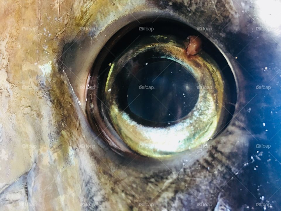 Big Eye from the big fish