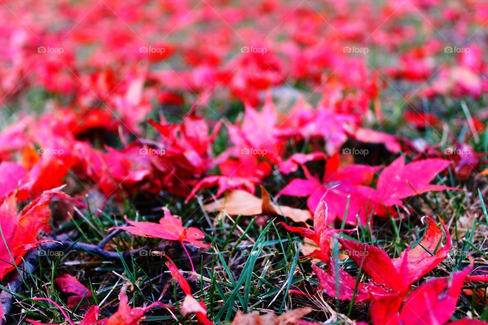 Red leaves upon the grass