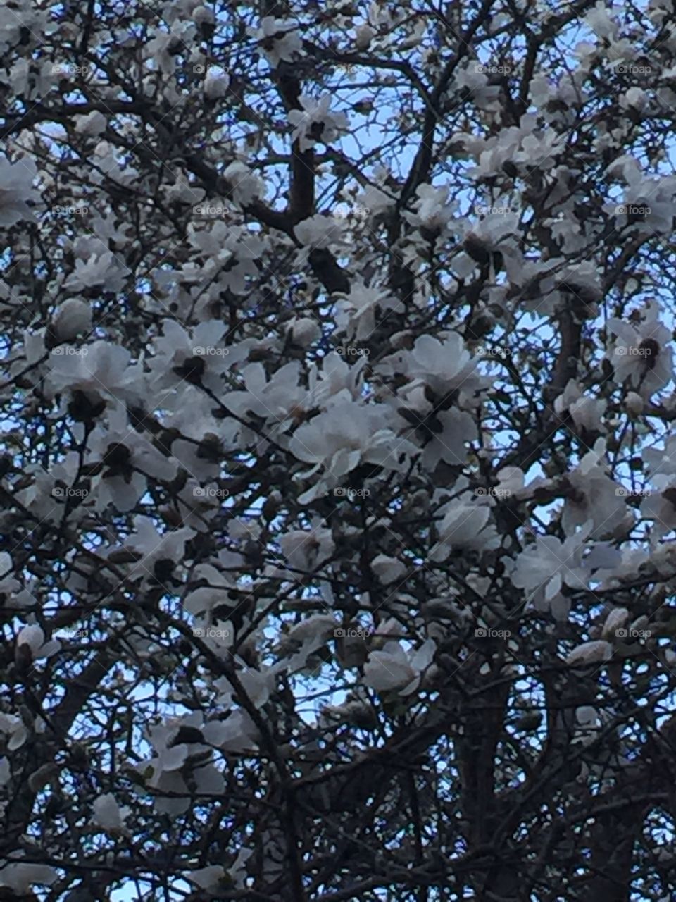 Close-up of blooming flowers