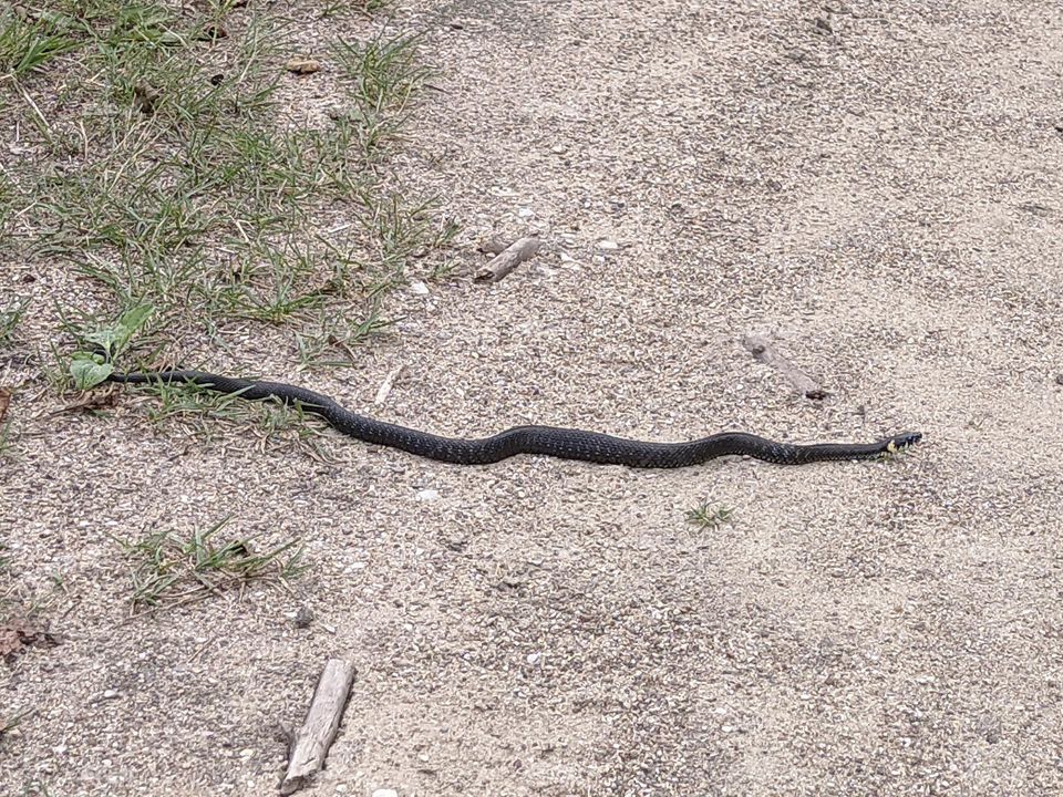 A large black one creeps in the wild, along a sandy road.