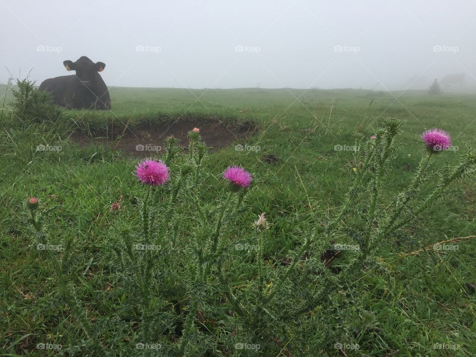 Cow in a Misty Pasture with Thistles