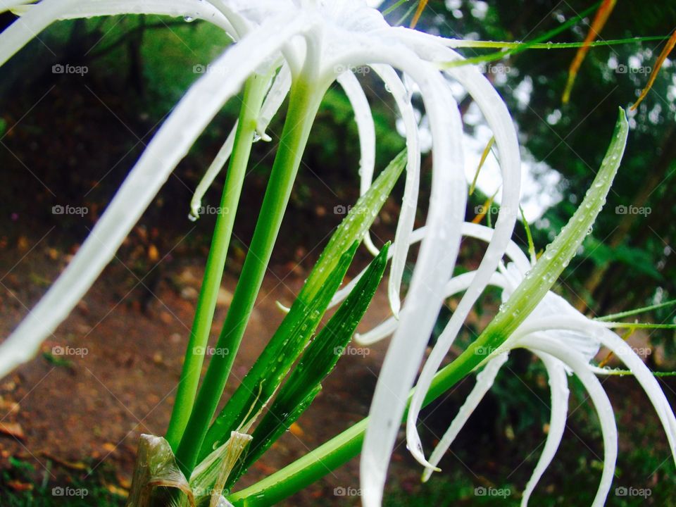 Rain drops on lilies
