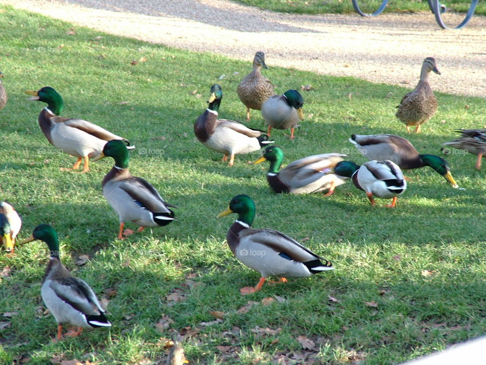 happy ducks