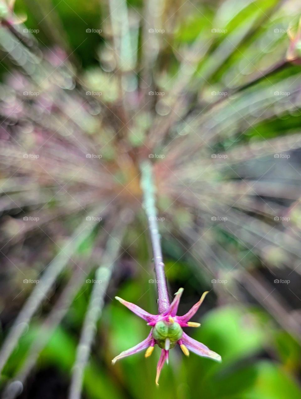 Close up of blooming ornamental Allium Schubertii