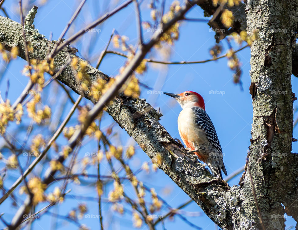 Red-bellied woodpecker 