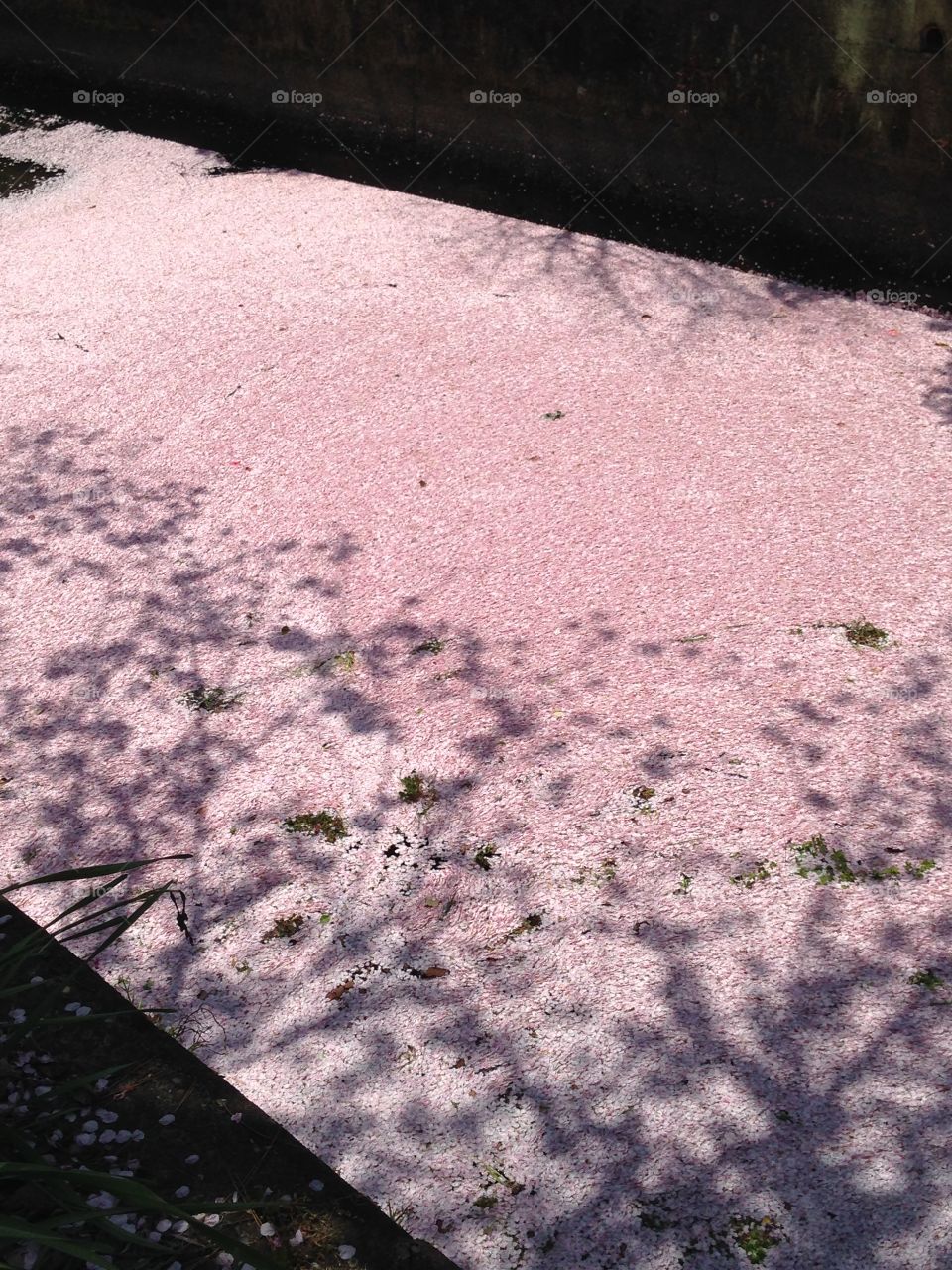 Sakura petal river