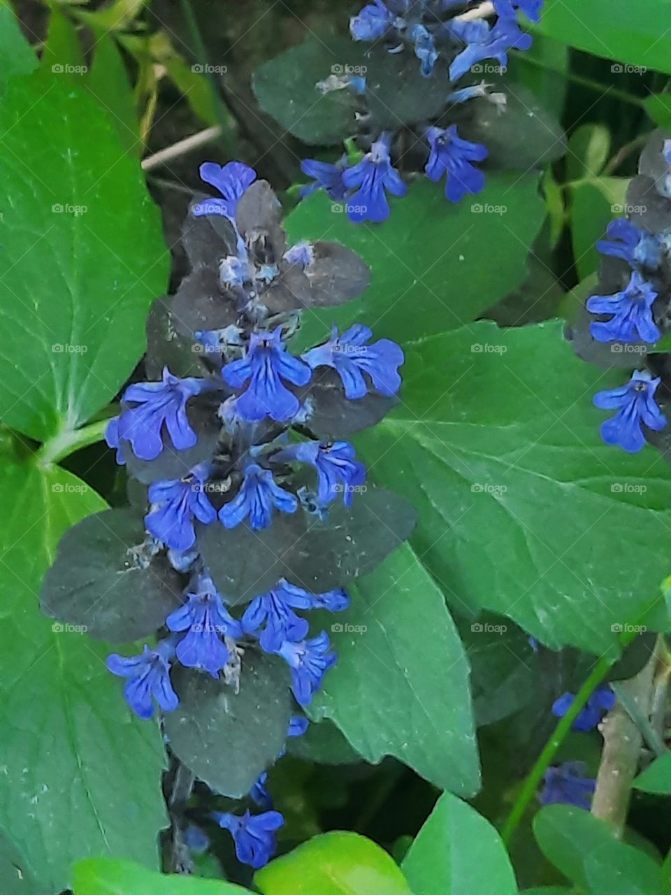 portrait of creeping bugle (Ajuga reptans)