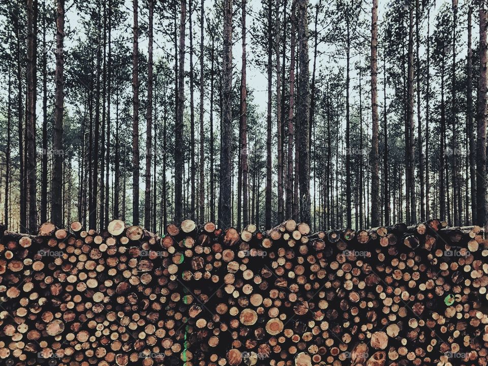 View of wooden log in forest